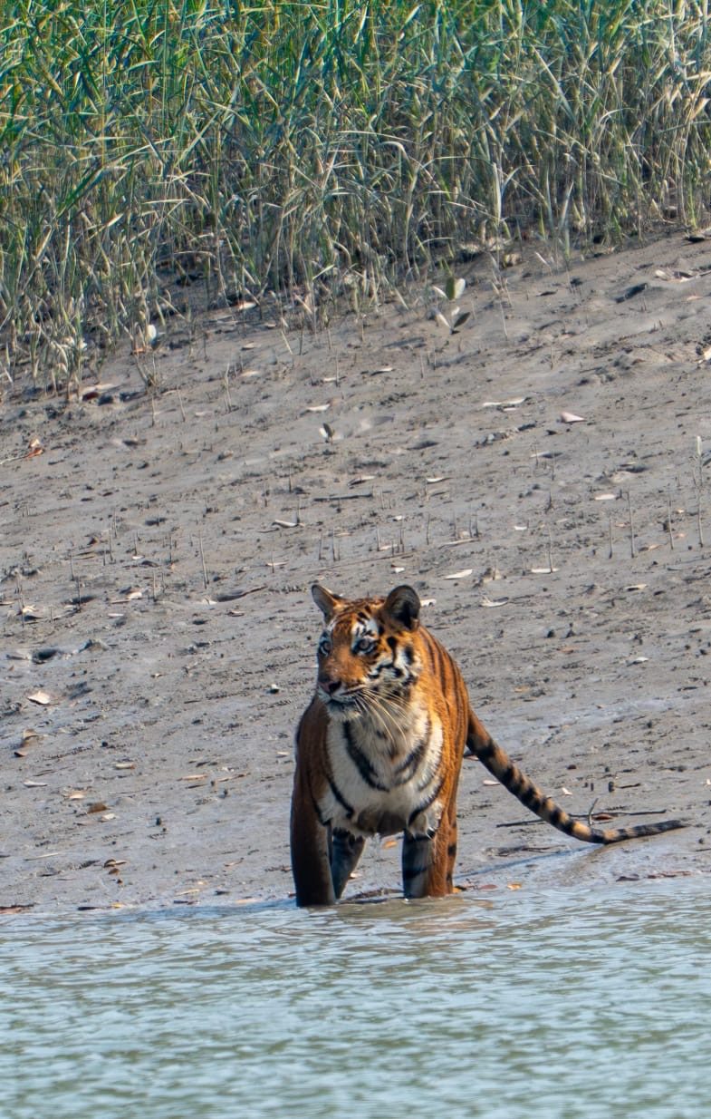 A tiger standing in shallow water