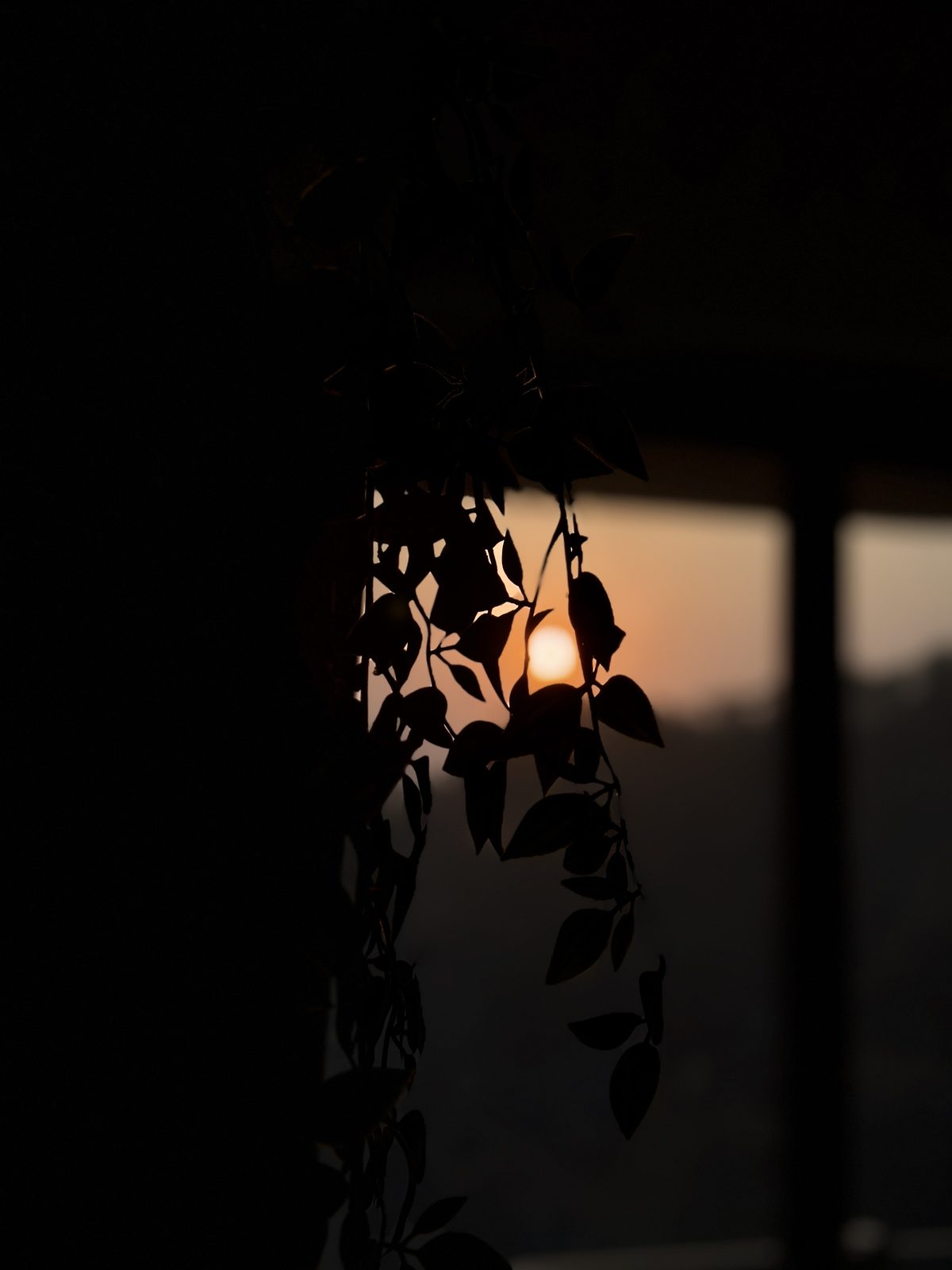 Plant silhouette against window light