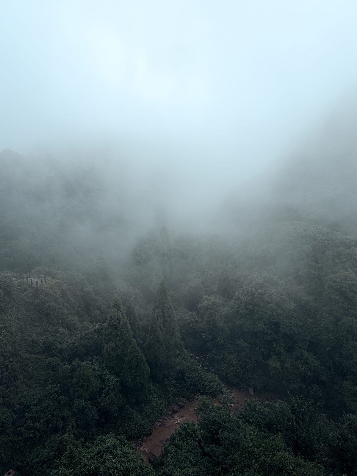 Misty forested valley